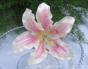 Stargazer