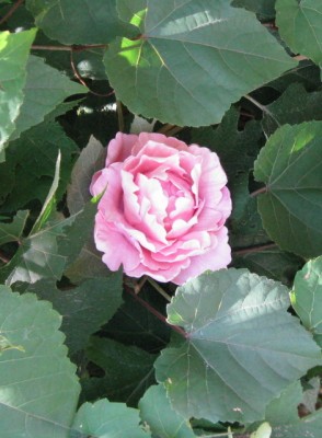 peonyIMG_0992